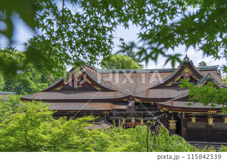 京都　北野天満宮　御土居の青もみじ苑から見える本殿 115842539