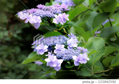 梅雨空に色彩鮮やかに咲き誇るアジサイの花 梅雨空に色彩鮮やかに咲き誇るアジサイの花 115842592