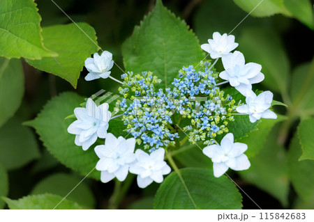 梅雨空に色彩鮮やかに咲き誇るアジサイの花 115842683