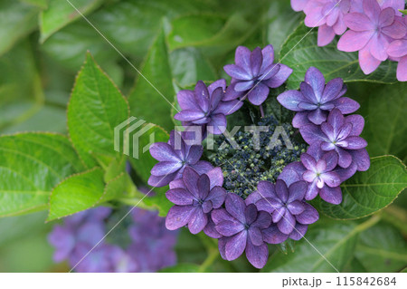 梅雨空に色彩鮮やかに咲き誇るアジサイの花 115842684