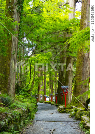 貴船神社　奥宮　参道 115842696