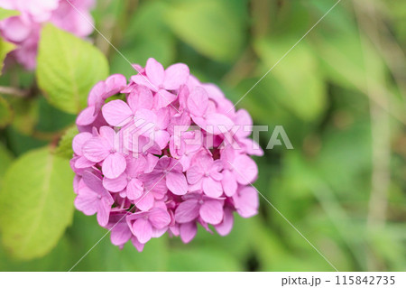 梅雨空に色彩鮮やかに咲き誇るアジサイの花 115842735