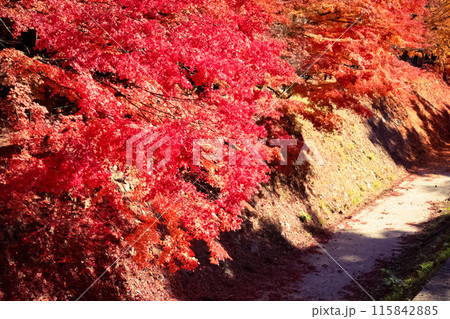 真っ赤な紅葉 真っ赤な紅葉 115842885