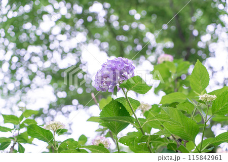 キラキラ玉ボケ背景の紫陽花 115842961