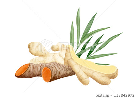 Curcuma and ginger roots with leaves watercolor illustration isolated on white. Cut turmeric vegetable herb, natural ingredient for cooking clipart Curcuma and ginger roots with leaves watercolor illustration isolated on white. Cut turmeric vegetable herb, natural ingredient for cooking clipart 115842972