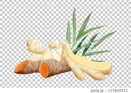 Curcuma and ginger roots with leaves watercolor illustration isolated on white. Cut turmeric vegetable herb, natural ingredient for cooking clipart Curcuma and ginger roots with leaves watercolor illustration isolated on white. Cut turmeric vegetable herb, natural ingredient for cooking clipart 115842972