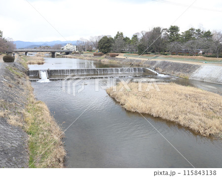 鴨川　加茂川　賀茂川　下鴨神社　賀茂御祖神社　京都 115843138