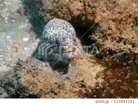 Pepper moray eel fish on the Gulf of Oman Days in Fujairah, United Arab Emirates Pepper moray eel fish on the Gulf of Oman Days in Fujairah, United Arab Emirates 115843181