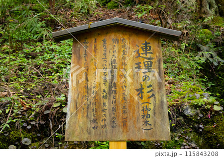 貴船神社　奥宮　御神木　連理の杉　説明書きの看板 115843208