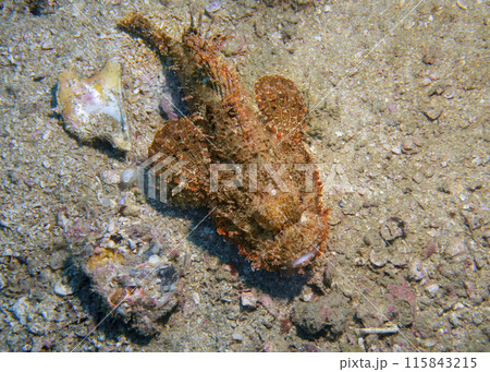 Poisonous scorpion fish at the bottom of the Gulf of Oman in Fujairah, United Arab Emirates Poisonous scorpion fish at the bottom of the Gulf of Oman in Fujairah, United Arab Emirates 115843215