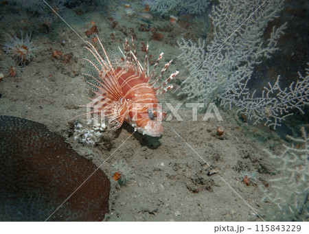 Lion fish hunting at the bottom of the Gulf of Oman in Fujairah, United Arab Emirates 115843229
