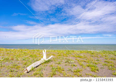 夏のオホーツク海と草原 砂浜の流木 夏のオホーツク海と草原 砂浜の流木 115843393