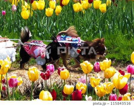 滝野すずらん公園のチューリップ畑 滝野すずらん公園のチューリップ畑 115843516