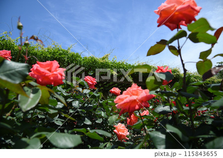 神代植物公園 バラ 神代植物公園 バラ 115843655
