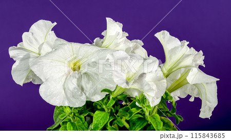 Blooming white Petunia surfinia snow on a purple background Blooming white Petunia surfinia snow on a purple background 115843685
