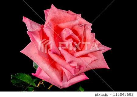 Coral pink French rose on a black background Coral pink French rose on a black background 115843692