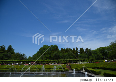 神代植物公園　バラ 115843724