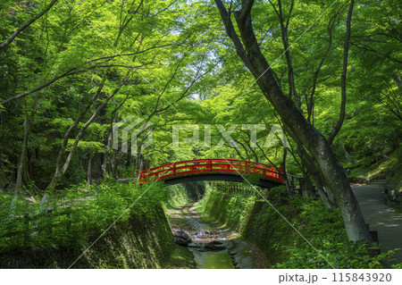 京都 北野天満宮 史跡御土居の青もみじ 京都 北野天満宮 史跡御土居の青もみじ 115843920