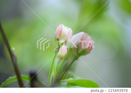 姫りんごの花 雨 姫りんごの花 雨 115843978