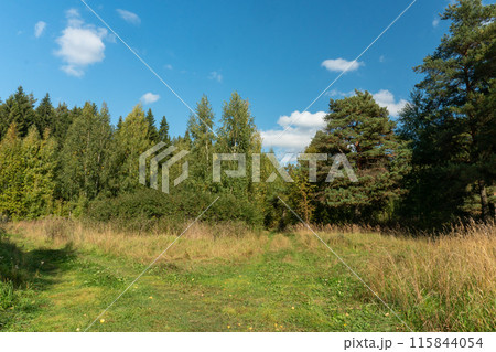 View of a dense forest against a blue sky on a sunny summer day View of a dense forest against a blue sky on a sunny summer day 115844054
