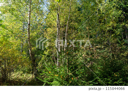Deciduous forest on a clear sunny day Deciduous forest on a clear sunny day 115844066