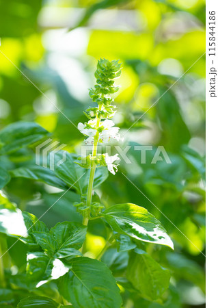 バジルの花 バジルの花 115844186