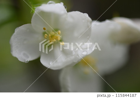 姫りんごの花 雨 姫りんごの花 雨 115844187