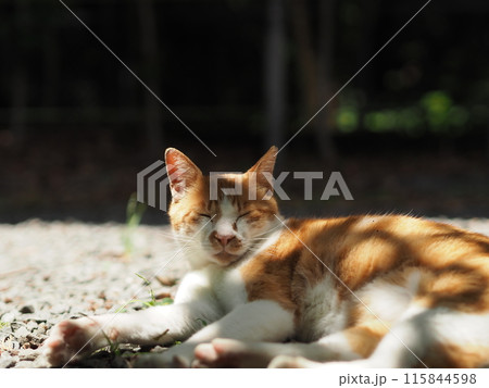 眠そうな猫 115844598