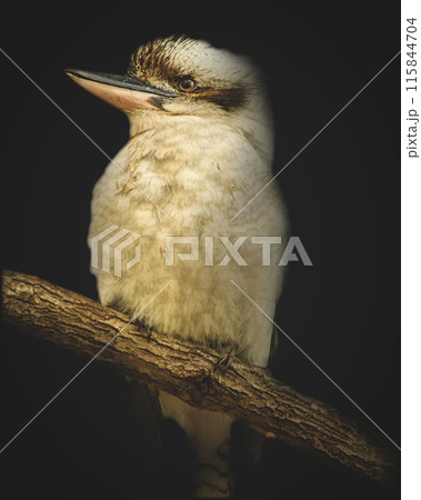 Laughing Kookaburra 115844704