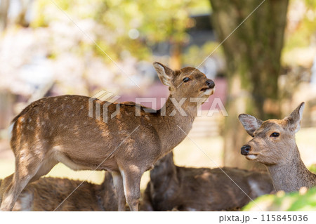 【春】奈良公園の鹿【桜】 115845036