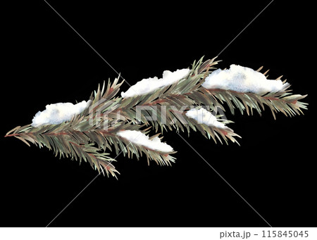 Snow on a branch with needles. Spruce, pine or cedar trees evergreen snowy branch. Botanical hand drawn illustration for design of greeting card, invitation print Isolated clipart on black background. Snow on a branch with needles. Spruce, pine or cedar trees evergreen snowy branch. Botanical hand drawn illustration for design of greeting card, invitation print Isolated clipart on black background. 115845045
