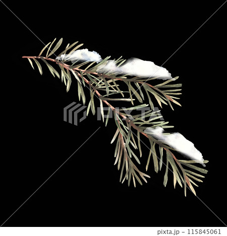 Snow on a fir branch with needles. Watercolor spruce, pine or cedar trees evergreen snowy branch. Botanical hand painted illustration for greeting card, invitation. Clipart on isolated dark background 115845061