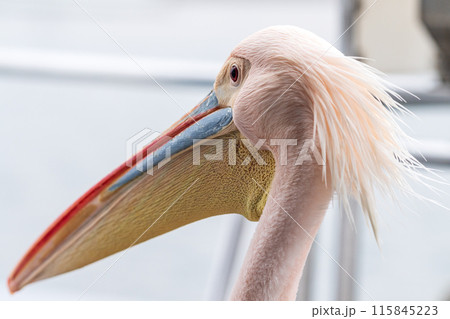 Pelican in Walvis Bay 115845223