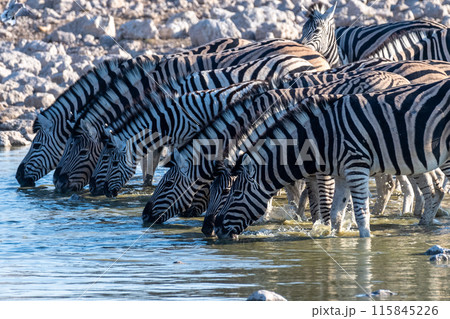 Zebras in Etosha 115845226
