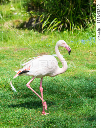 Flamingo in Zoo Bochum, Germany Flamingo in Zoo Bochum, Germany 115845240
