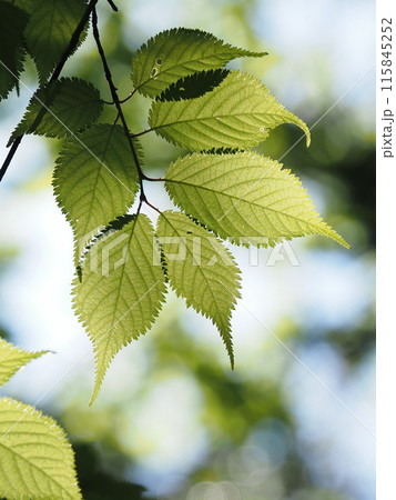 初夏の日差しに輝く、オオヤマザクラの葉 115845252