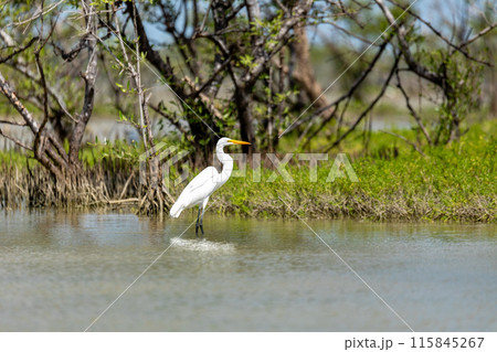 Great egret (Ardea alba), Caribbean Region. Wildlife and birdwatching in Colombia 115845267