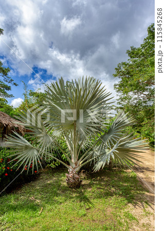 Brahea armata, known as Mexican blue palm or blue hesper palm. Tayrona, Magdalena department. Colombia. Brahea armata, known as Mexican blue palm or blue hesper palm. Tayrona, Magdalena department. Colombia. 115845268