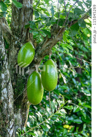 Crescentia cujete, commonly known as the calabash tree, flowering plant native to the Americas. Magdalena department, Colombia Crescentia cujete, commonly known as the calabash tree, flowering plant native to the Americas. Magdalena department, Colombia 115845269