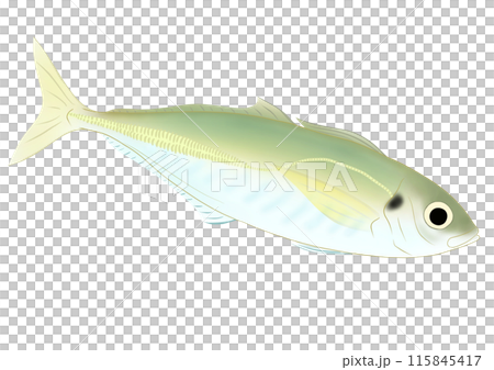 マアジイラスト マアジイラスト 115845417