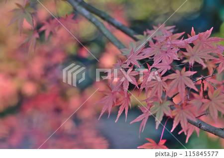 紅葉したモミジ 115845577