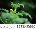 ミニトマトの花 115845690