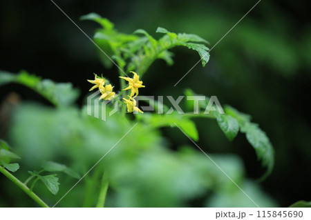 ミニトマトの花 ミニトマトの花 115845690