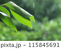 雨水が滴る柿の葉 115845691