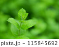 アップルミントのクローズアップ 115845692