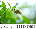 雨に濡れた成長期のザクロ 115845693