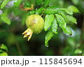 大きくなりかけのザクロ 115845694