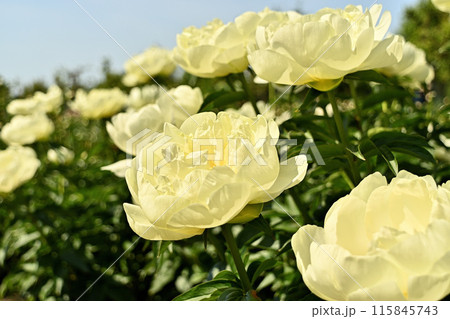 白い芍薬の花 白い芍薬の花 115845743