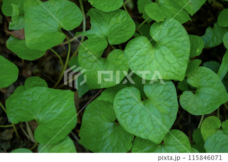 双葉葵の葉 115846071