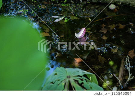 水面に浮かぶ蓮の花びら 水面に浮かぶ蓮の花びら 115846094